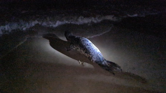 Hải cẩu quý hiếm bất ngờ xuất hiện ở biển Quảng Nam - Ảnh 5.