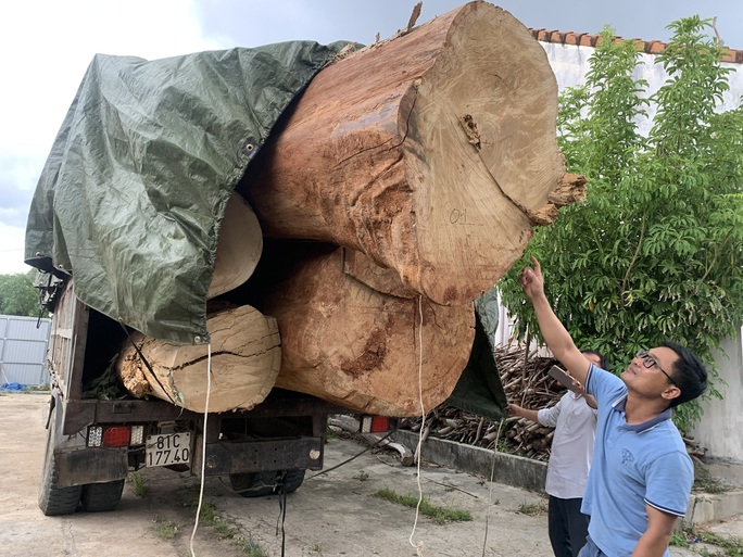 Chuyện lạ về nguồn gốc cổ thụ bị bắt giữ: Nghi vấn làm giả hợp đồng mua bán - Ảnh 1.