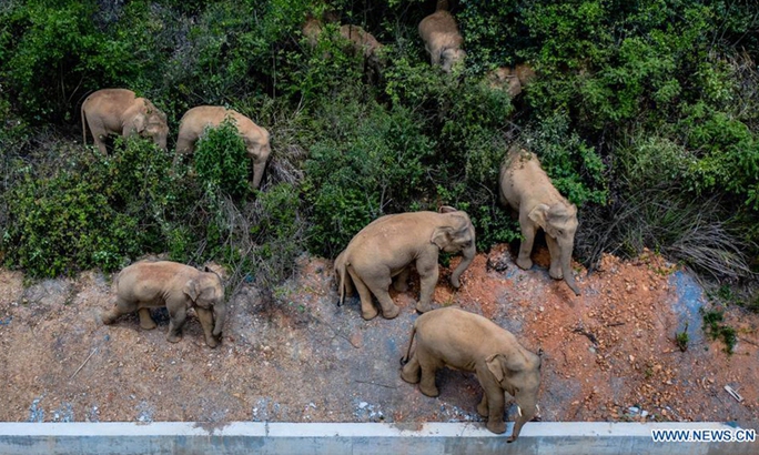 Chính phủ Trung Quốc đau đầu vì đàn voi bất trị - Ảnh 1.
