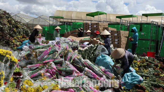 Hàng vạn cành hoa Đà Lạt xuất khẩu sang Úc buộc phải tiêu hủy - Ảnh 2.