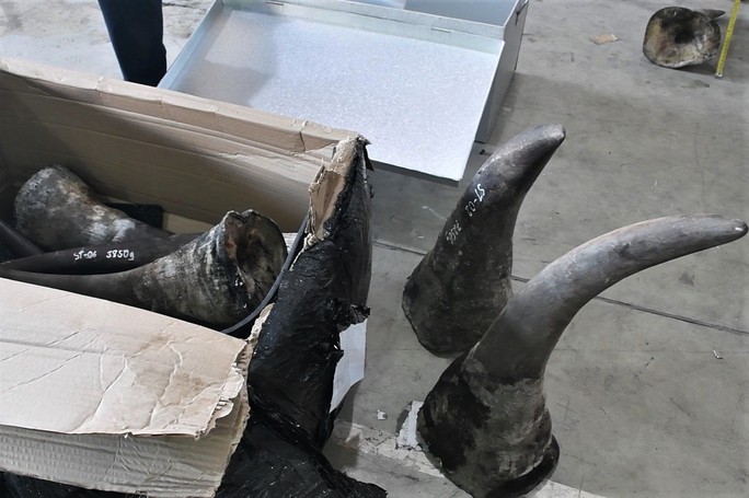 Hải quan Đà Nẵng bắt 3,2 tấn hàng nghi sừng tê giác, xương động vật hoang dã từ Nam Phi - Ảnh 1.