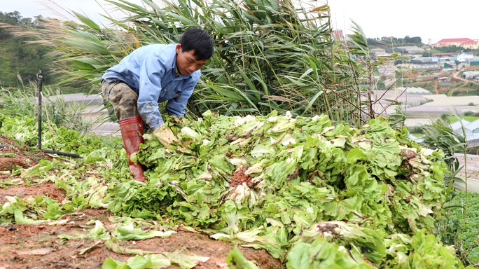 Xót xa nông dân Đà Lạt nhổ bỏ hàng chục tấn rau, hoa vì không bán được - Ảnh 4.