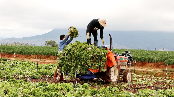 Xót xa nông dân Đà Lạt nhổ bỏ hàng chục tấn rau, hoa vì không bán được - Ảnh 2.