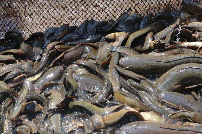 Chùm ảnh: Hấp dẫn tát đìa bắt cá đồng nướng rơm ở miền Tây - Ảnh 11.