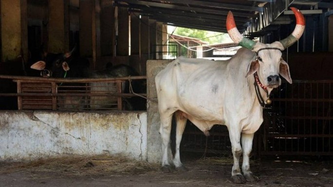 3.000 dân làng ở Ấn Độ làm đám cúng lớn cho bò đực - Ảnh 1.