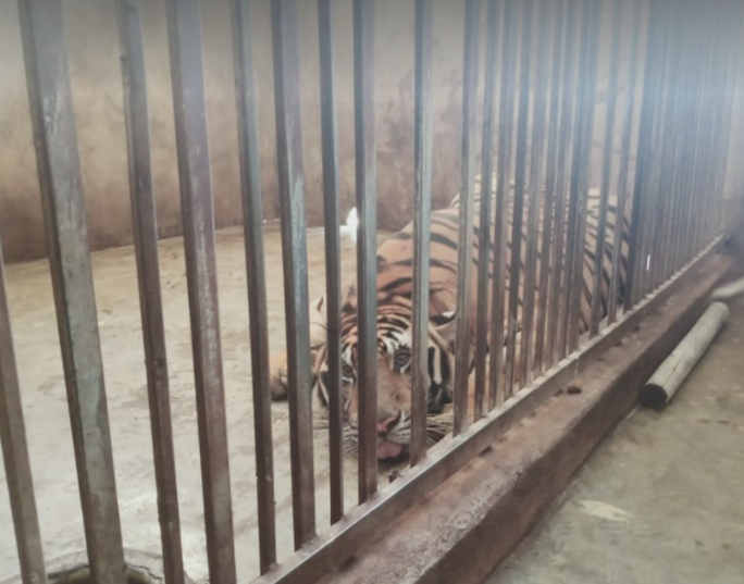 Phát hiện 17 con hổ trong khu dân cư: Nhiều con nặng từ 200-250 kg - Ảnh 2.