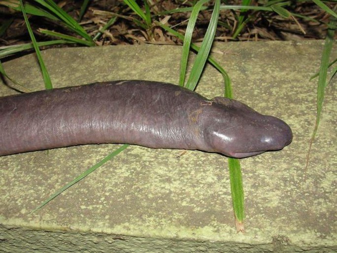 Kỳ lạ rắn dương vật xuất hiện ở Mỹ - Ảnh 3.
