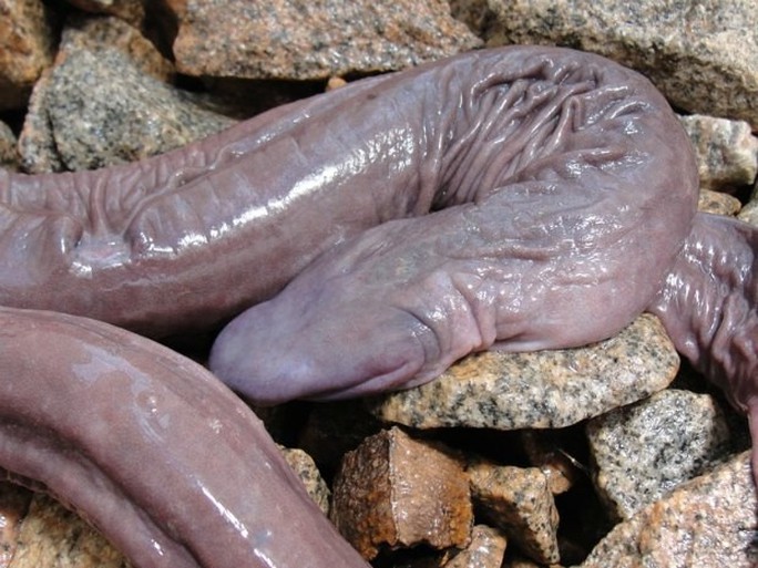 Kỳ lạ rắn dương vật xuất hiện ở Mỹ - Ảnh 1.