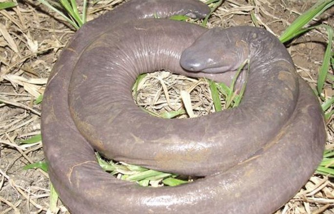Kỳ lạ rắn dương vật xuất hiện ở Mỹ - Ảnh 2.