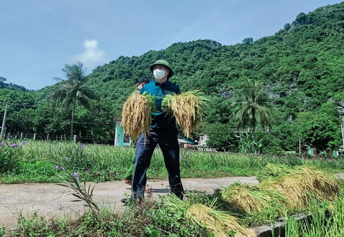 Bí thư huyện ở Thanh Hóa xuống đồng giúp dân gặt lúa chạy bão số 5 - Ảnh 5.