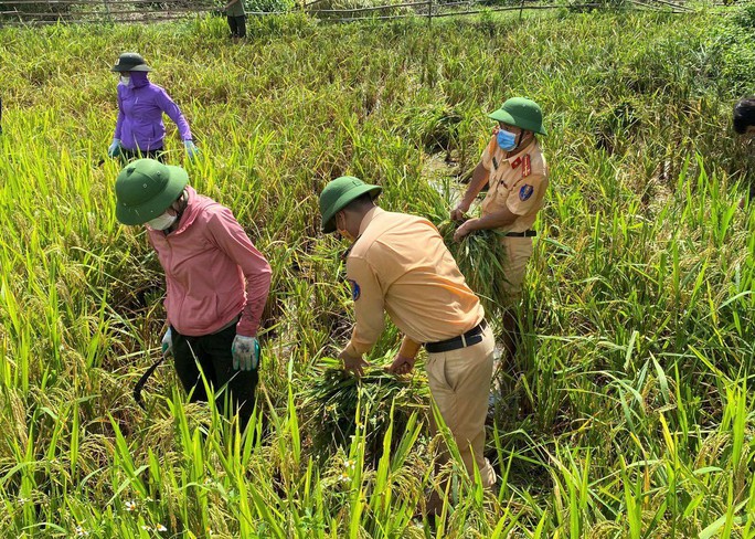 Bí thư huyện ở Thanh Hóa xuống đồng giúp dân gặt lúa chạy bão số 5 - Ảnh 7.