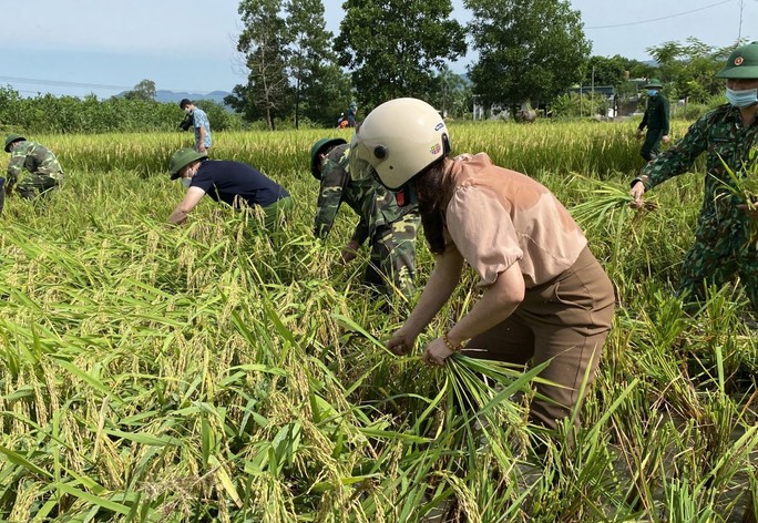 Bí thư huyện ở Thanh Hóa xuống đồng giúp dân gặt lúa chạy bão số 5 - Ảnh 2.