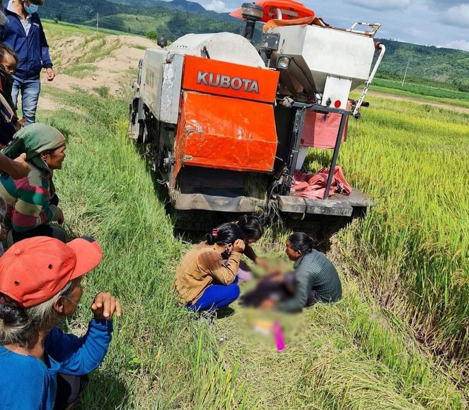 Bé trai 8 tuổi bị máy gặt lúa tông tử vong khi đang bắt chuột - Ảnh 1.