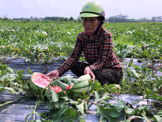 Gỡ thế bí cho nông sản Việt Nam - Ảnh 1.