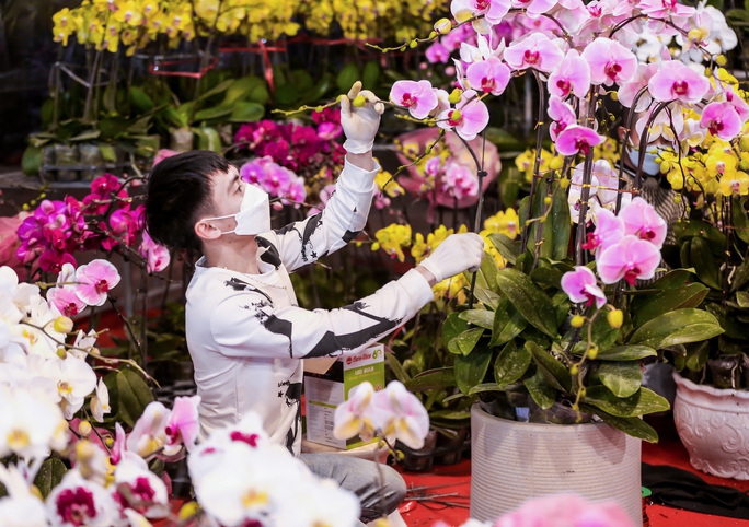 CLIP: Lan hồ điệp có giá vài chục triệu vẫn cháy hàng - Ảnh 12. CLIP: Lan hồ điệp có giá vài chục triệu vẫn cháy hàng - Ảnh 12.