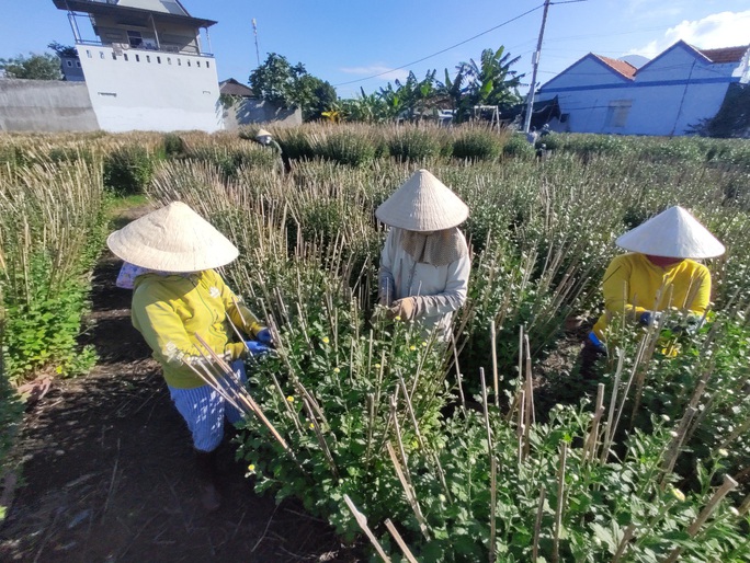 Trúng mùa hoa Tết, người trồng bớt lo - Ảnh 3.