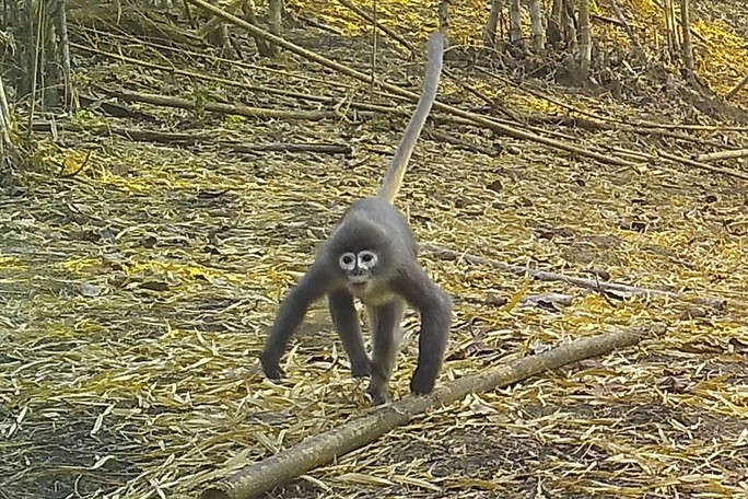 Tìm thấy khỉ ma ở vùng sông Mê Kông - Ảnh 1.