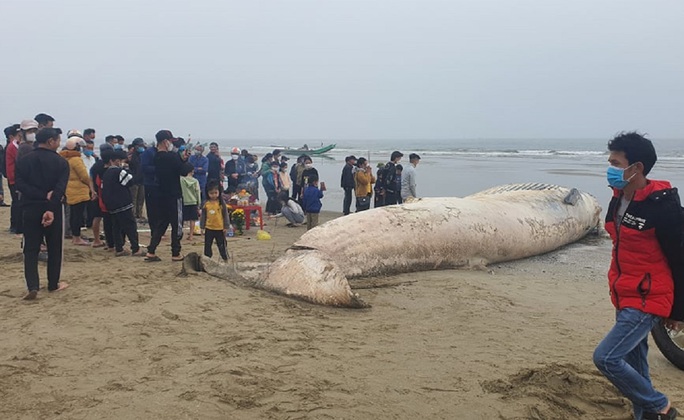 Xác cá voi hơn 10 tấn mất đầu trôi dạt vào bờ biển - Ảnh 1.