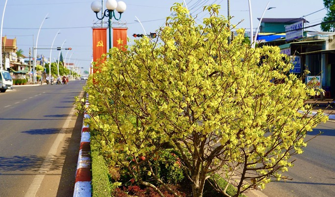 Độc đ&aacute;o 900 c&acirc;y mai l&agrave;m giải ph&acirc;n c&aacute;ch tr&ecirc;n quốc lộ 56 - Ảnh 2.