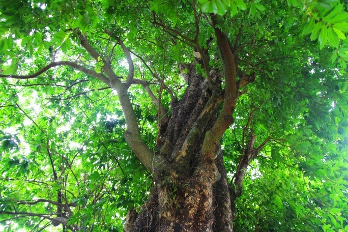 Huyền tích những cây thị cổ thụ ở ngôi làng ven sông Gianh - Ảnh 2.