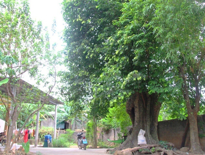 Huyền tích những cây thị cổ thụ ở ngôi làng ven sông Gianh - Ảnh 3.