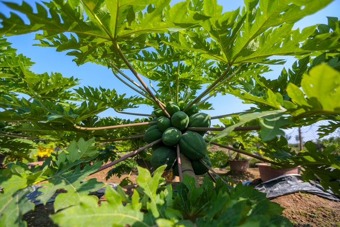 CLIP: Đu đủ bonsai tiền triệu hút khách trên thị trường Tết 2022 - Ảnh 8.