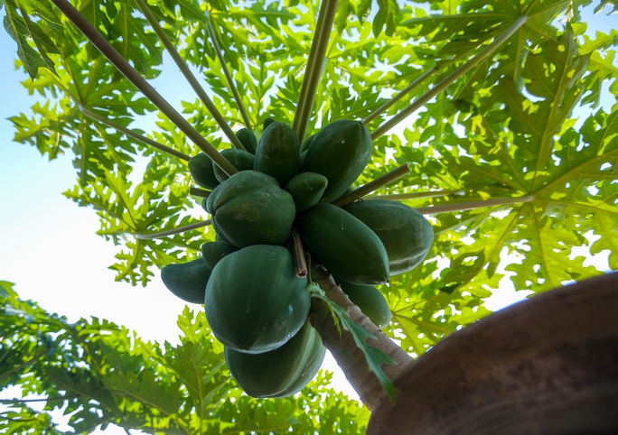 CLIP: Đu đủ bonsai tiền triệu hút khách trên thị trường Tết 2022 - Ảnh 6.