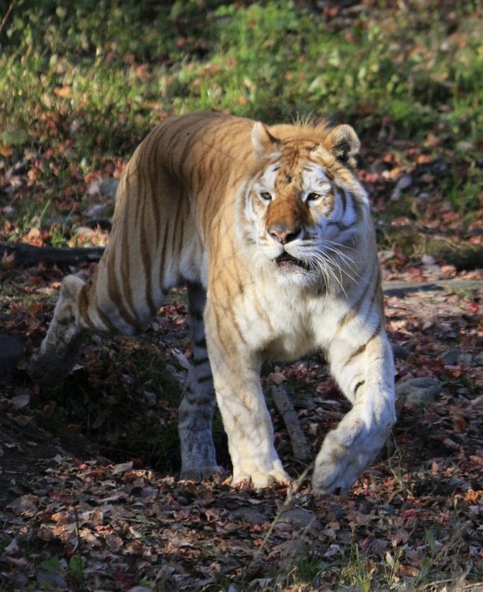 Nhật Bản: Hổ cắn đứt tay nhân viên vườn thú - Ảnh 1.