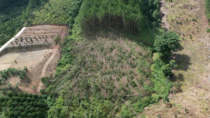 Xót xa hàng trăm cây thông gần 20 năm tuổi bị cưa hạ, nằm la liệt - Ảnh 2.