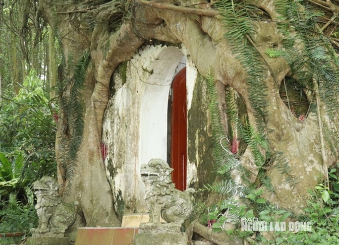 Cây sanh có bộ rễ khổng lồ ôm trọn ngôi miếu thiêng - Ảnh 8.
