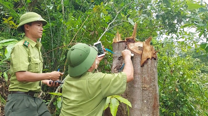Cục Kiểm lâm yêu cầu xử nghiêm vụ phá rừng ở Quảng Trị - Ảnh 2.