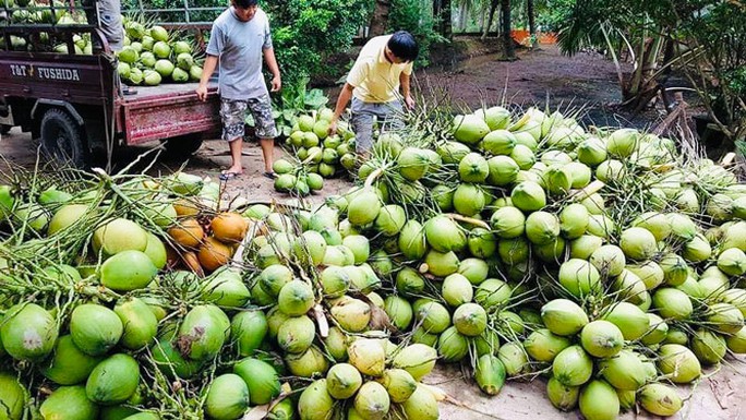 Nâng tầm giá trị cây dừa - Ảnh 1.