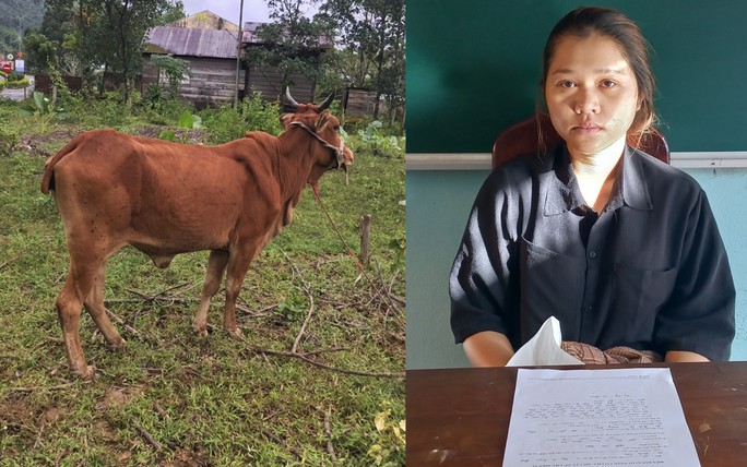 Hồ Thị Thao và con bò mà cô gái này bắt trộm Ảnh: Công an tỉnh Quảng Nam