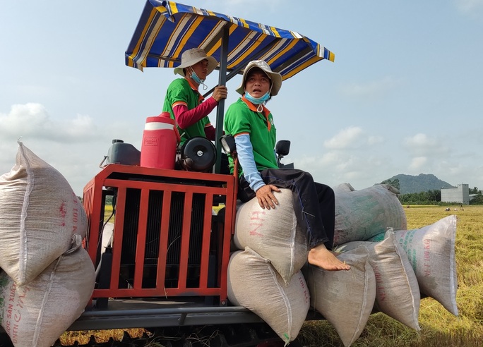 Băn khoăn quản lý nhập khẩu gạo - Ảnh 1.