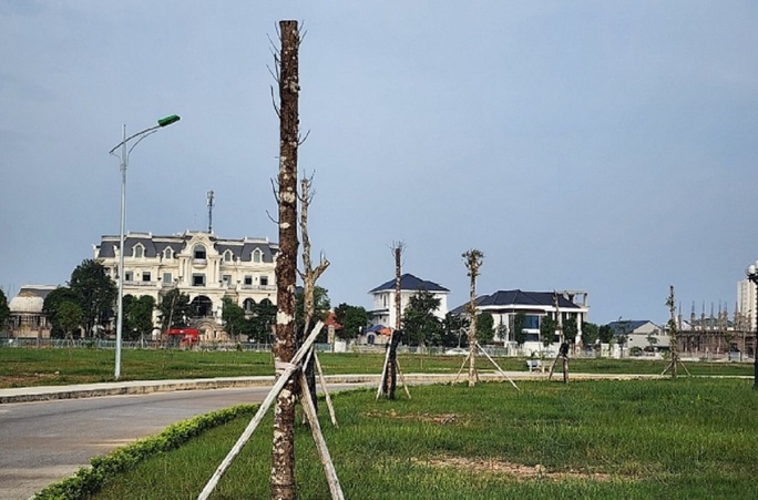 Hàng trăm cây hoa ban chết khô ở công viên 40 tỉ đồng - Ảnh 5.
