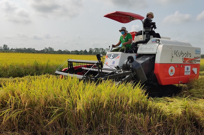 Nông nghiệp là trụ đỡ (*): Xuất khẩu gạo tự tin vượt Thái Lan - Ảnh 1.