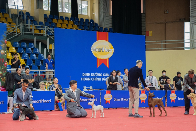 Giới trẻ chi mạnh cho... chó cảnh - Ảnh 1.