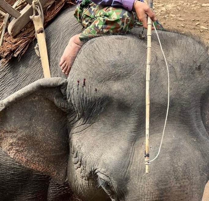 Hơn 2 triệu USD để bảo vệ voi không bị hành hạ, cõng khách du lịch - Ảnh 1.