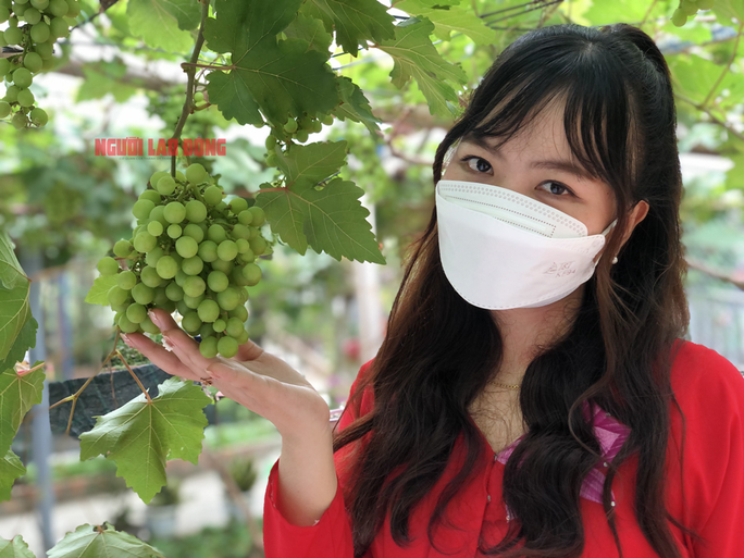 CLIP: Vườn nho trĩu quả trên đất phèn, mặn Bạc Liêu hút hồn du khách - Ảnh 9. CLIP: Vườn nho trĩu quả trên đất phèn, mặn Bạc Liêu hút hồn du khách - Ảnh 9.