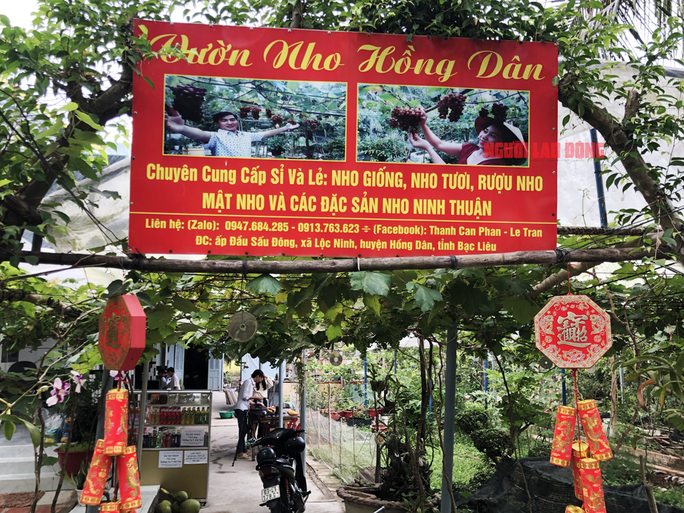 CLIP: Vườn nho trĩu quả trên đất phèn, mặn Bạc Liêu hút hồn du khách - Ảnh 2. CLIP: Vườn nho trĩu quả trên đất phèn, mặn Bạc Liêu hút hồn du khách - Ảnh 2.