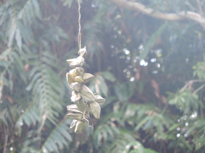 CLIP: Chiêm ngưỡng “kỳ hoa dị thảo” ở Vườn Quốc gia U Minh Hạ - Ảnh 3.