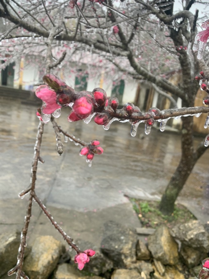 Hoa đào đóng băng giữa mùa xuân, du khách đổ xô ra miền Bắc săn tuyết - Ảnh 8. Hoa đào đóng băng giữa mùa xuân, du khách đổ xô ra miền Bắc săn tuyết - Ảnh 8.