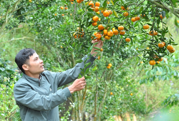 Thủ phủ quýt đường chín mọng trên núi đá Lâm Đồng - Ảnh 6.