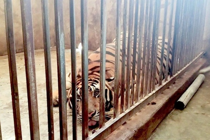 Vụ nuôi nhốt 17 con hổ trái phép trong nhà dân: Bàn giao 8 con hổ cho vườn thú Hà Nội - Ảnh 1.