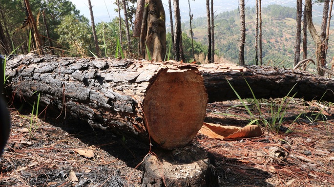 Nhức nhối tái diễn tình trạng phá rừng lấn chiếm đất ở Lâm Đồng - Ảnh 2.