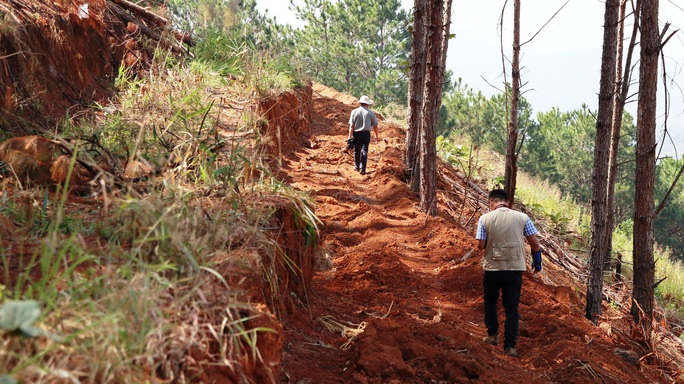 Nhức nhối tái diễn tình trạng phá rừng lấn chiếm đất ở Lâm Đồng - Ảnh 7.