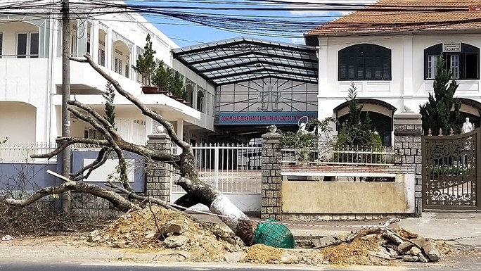  Di dời hơn 80 cây hoa ban trắng để nâng cấp đường nội ô Đà Lạt - Ảnh 1.