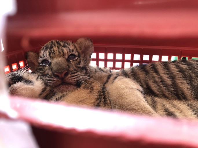 Quảng Bình đón 7 con hổ về nuôi dưỡng đặc biệt ở Phong Nha - Kẻ Bàng - Ảnh 2.