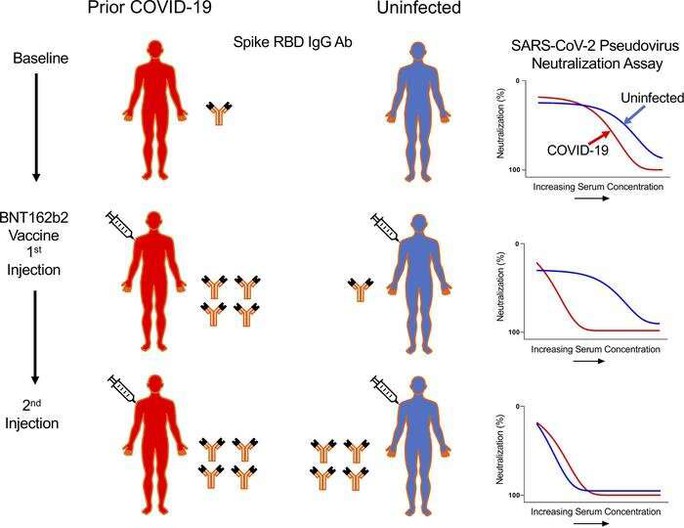Phát hiện tình huống ngược tạo siêu kháng thể với Covid-19 - Ảnh 1.