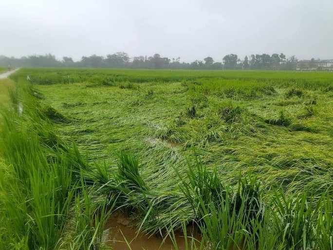 Thừa Thiên - Huế: Mưa trắng trời, nhiều nơi bị ngập, bộ đội dầm mình trong nước cứu lúa giúp dân - Ảnh 9.